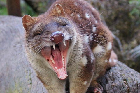 After Dark Tasmanian Devil Feeding Tour At Cradle Mountain - Accommodation NT 4