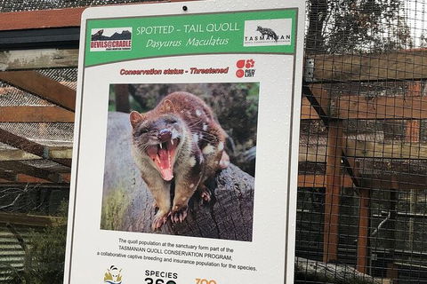 After Dark Tasmanian Devil Feeding Tour At Cradle Mountain - Accommodation NT 2
