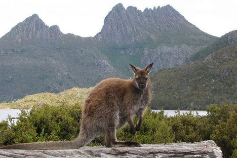 Cradle Mountain Guided Walk With Gourmet Hamper - Accommodation NT 2