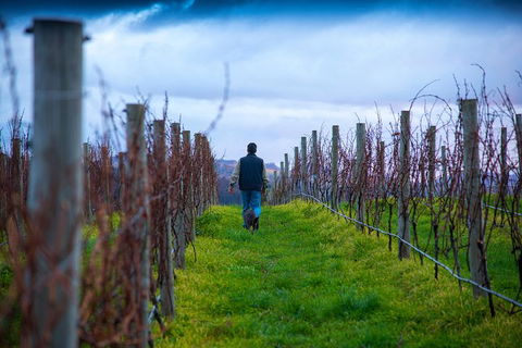 Full Day Tour Hobart: Port Arthur McHenry Gins Bangor Vineyard Wines + Oysters - Accommodation NT 26