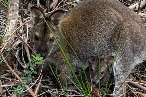 Wineglass Bay Beach Hike - Accommodation NT 19