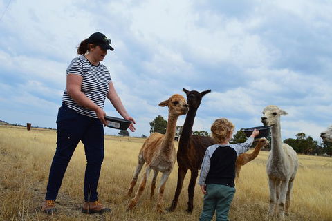 Alpaca Farm Tours With Toffeemont - Accommodation NT 4