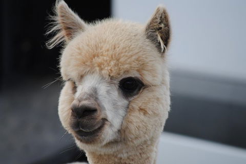 Alpaca Farm Tours With Toffeemont - Accommodation NT 0