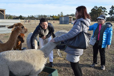 Alpaca Farm Tours With Toffeemont - Accommodation NT 2