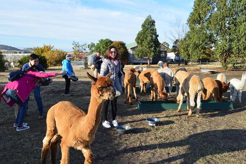 Alpaca Farm Tours With Toffeemont - Accommodation NT 5