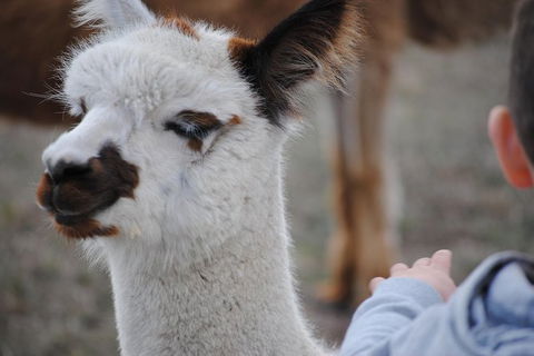 Alpaca Farm Tours With Toffeemont - Accommodation NT 1