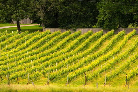 All Inclusive Wine Tour Up The Derwent Valley Hobart: Local Wines & Cheeses - Accommodation NT 3