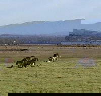 Spend a day in one of Tasmania's best wildlife National Park's - Accommodation NT