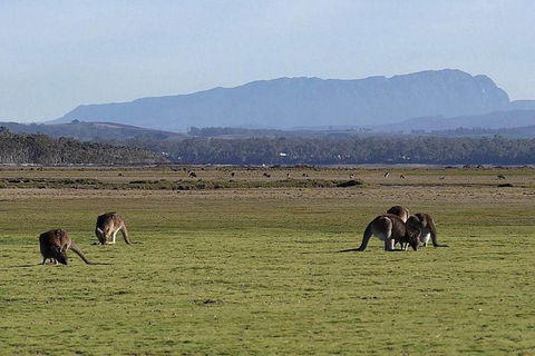 Spend A Day In One Of Tasmania\'s Best Wildlife National Park\'s - Accommodation NT 0