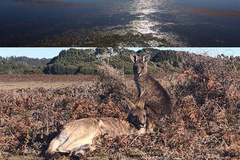 Spend A Day In One Of Tasmania\'s Best Wildlife National Park\'s - Accommodation NT 4