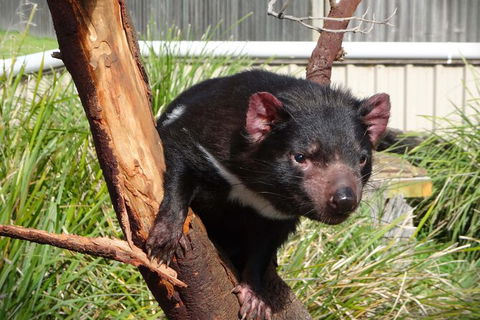 6-Day Tasmania Small-Group Guided Tour With Gourmet Food - Accommodation NT 4