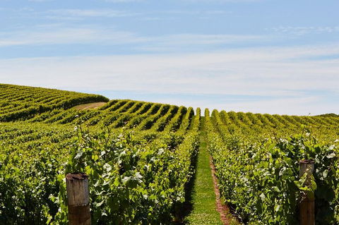 Launceston Wine & Sightseeing Tours - Accommodation NT 3