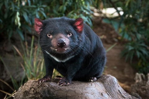 Highlights Of Tasmania Premium Small Group 7 Days Touring Package - Accommodation NT 9