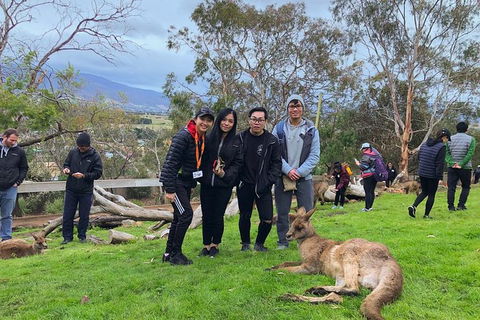 Bonorong Wildlife Volunteer Tour - Accommodation NT 1