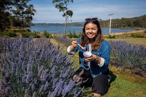 Discover Hobart: Port Arthur And Lavender Farm 1 Day Tour - Accommodation NT 2