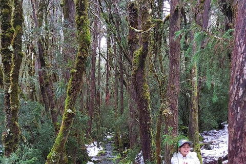 6-Day Small-Group Hearty Tasmania Tour From Hobart - Accommodation NT 2