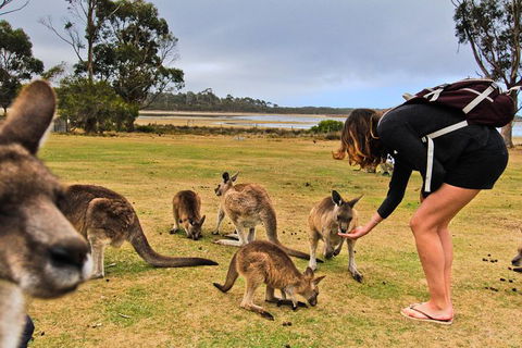 4-Day Fabulous Tasmania Tour: Wineglass Bay, Port Arthur, Devils & Bruny Island - Accommodation NT 5