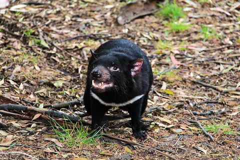 4-Day Fabulous Tasmania Tour: Wineglass Bay, Port Arthur, Devils & Bruny Island - Accommodation NT 4