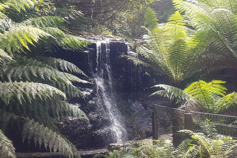 Mt. Wellington Morning Hike + Afternoon Beer & History Walk - Accommodation NT 16