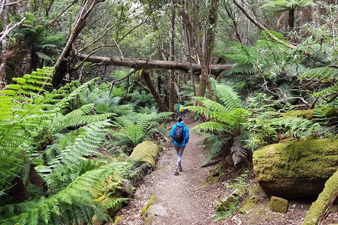 Mt. Wellington Morning Hike + Afternoon Beer & History Walk - Accommodation NT 7