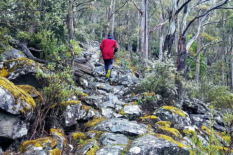 Mt. Wellington Morning Hike + Afternoon Beer & History Walk - Accommodation NT 8