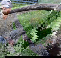 1-Hour Tasmanian Devil Feeding Day Tour at Cradle Mountain - Accommodation NT