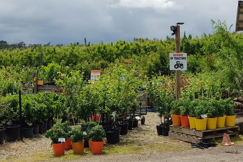 Day Tour Of Yarra Valley Puffing Billy And Rayners Orchard - Accommodation NT 46