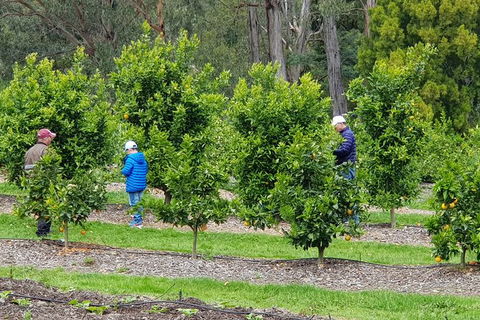 Day Tour Of Yarra Valley Puffing Billy And Rayners Orchard - Accommodation NT 1