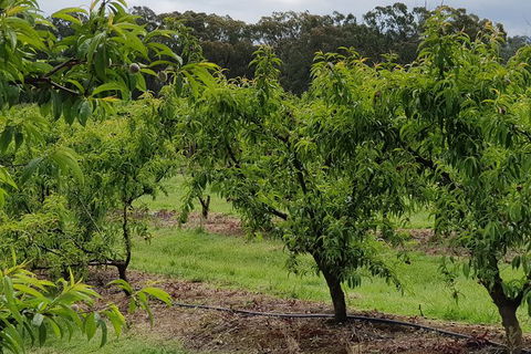 Day Tour Of Yarra Valley Puffing Billy And Rayners Orchard - Accommodation NT 49