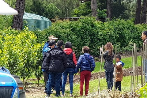 Day Tour Of Yarra Valley Puffing Billy And Rayners Orchard - Accommodation NT 16