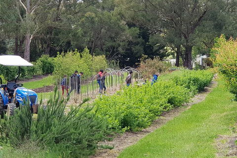 Day Tour Of Yarra Valley Puffing Billy And Rayners Orchard - Accommodation NT 29