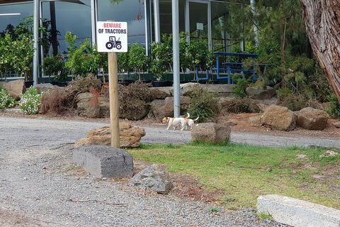 Day Tour Of Yarra Valley Puffing Billy And Rayners Orchard - Accommodation NT 2