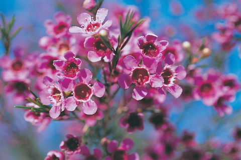 Best Of Perth Wildflower Season Day Trip - Accommodation NT 5