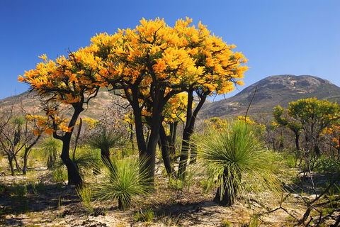 Best Of Perth Wildflower Season Day Trip - Accommodation NT 1