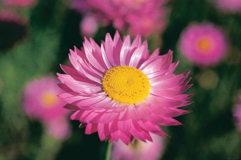 Best Of Perth Wildflower Season Day Trip - Accommodation NT 2