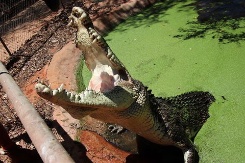 Malcolm Douglas Crocodile Park - Accommodation NT 10
