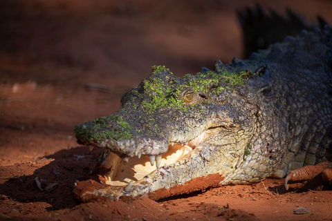 Malcolm Douglas Crocodile Park - Accommodation NT 11
