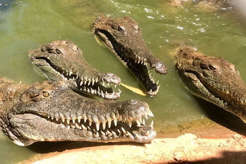 Malcolm Douglas Crocodile Park - Accommodation NT 5