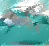 Roebuck Bay Snubfin Dolphin Cruise - Accommodation NT