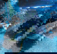 Dive with Sharks at AQWA - Accommodation NT