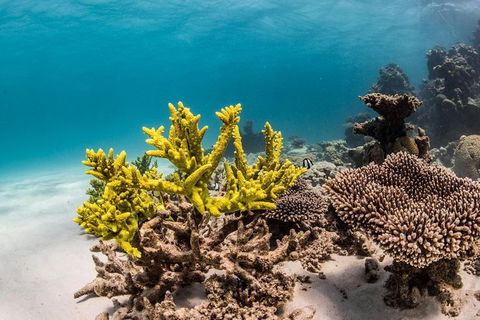 Coral Bay 1-Hour Coral Viewing - Accommodation NT 4