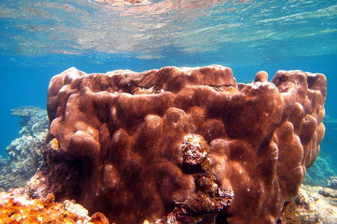 Coral Bay 1-Hour Coral Viewing - Accommodation NT 5