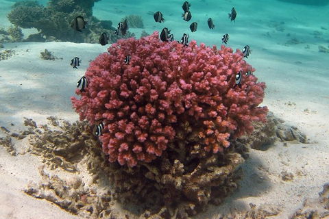 Coral Bay 1-Hour Coral Viewing - Accommodation NT 2