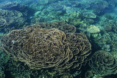 Coral Bay 1-Hour Coral Viewing - Accommodation NT 6