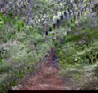 Guided Walks on the Cape to Cape - Skippy Rock - Accommodation NT