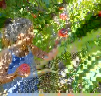 Summer Fruits Festival - Accommodation NT