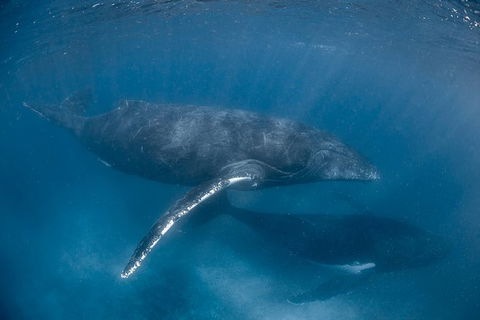Full-Day Whale Watching Snorkeling And Swimming At Coral Bay - Accommodation NT 6