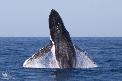 Full-Day Whale Watching Snorkeling And Swimming At Coral Bay - Accommodation NT 0