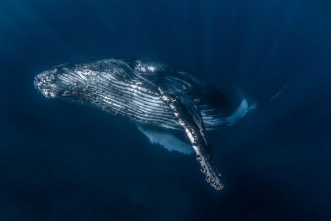 Full-Day Whale Watching Snorkeling And Swimming At Coral Bay - Accommodation NT 7