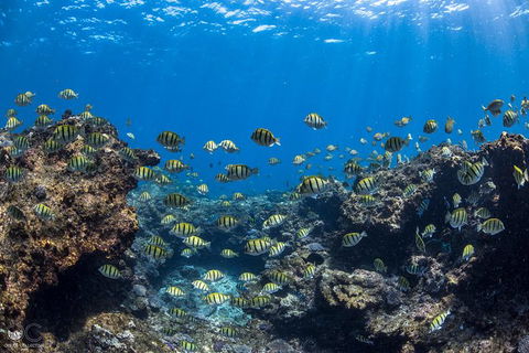 Full-Day Whale Watching Snorkeling And Swimming At Coral Bay - Accommodation NT 1